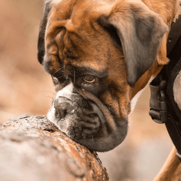 A boxer searching along a log
