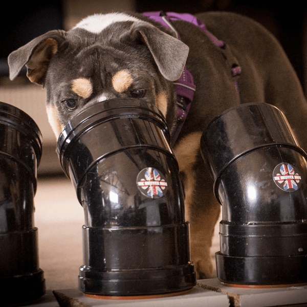 Dogs working a line of scent pipes