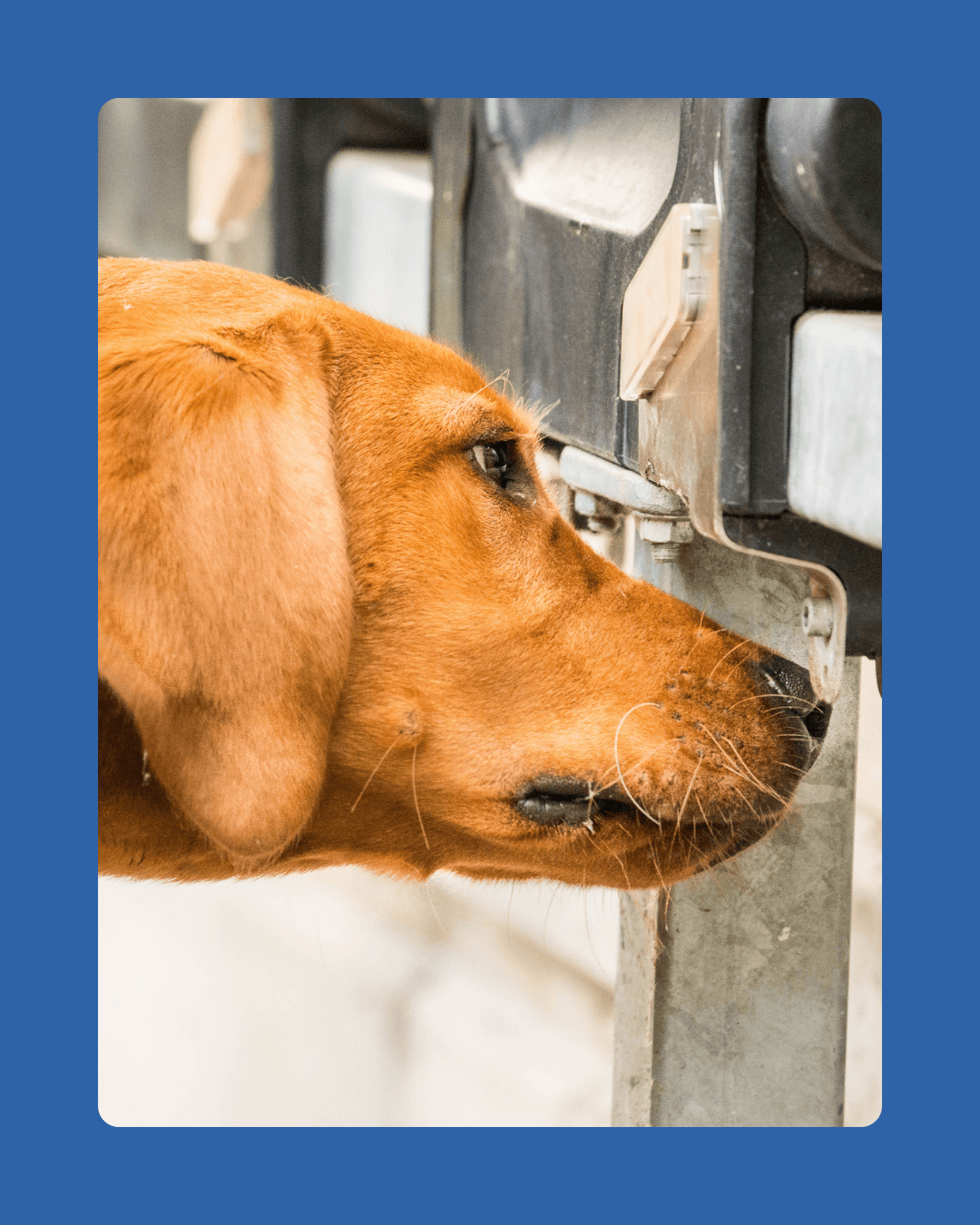 A labrador at a farm gate