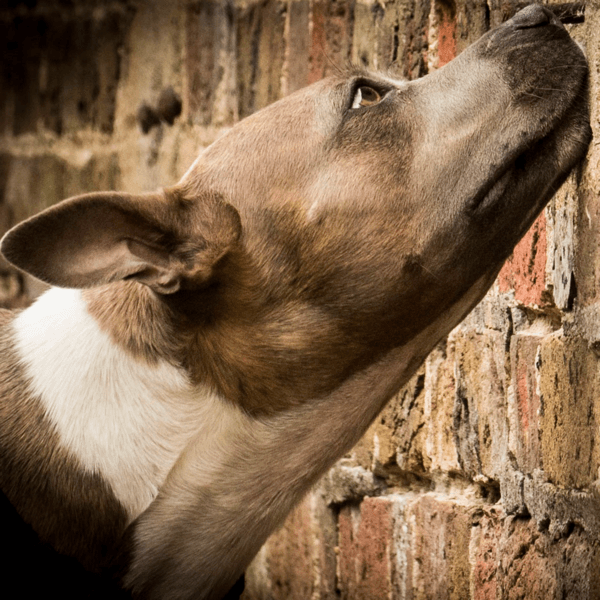 A lurcher searching along a brick wall